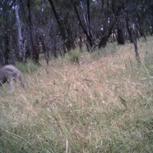 Macropus giganteus at Gungahlin, ACT - 16 Dec 2016