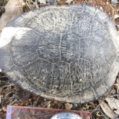 Chelodina longicollis (Eastern Long-necked Turtle) at Gungahlin, ACT - 17 Dec 2016 by CedricBear