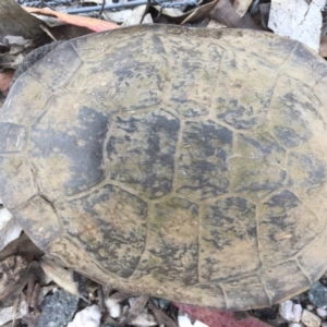 Chelodina longicollis at Gungahlin, ACT - 17 Dec 2016 11:43 AM