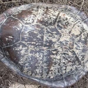 Chelodina longicollis at Gungahlin, ACT - 17 Dec 2016