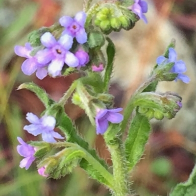 Cynoglossum australe (Australian Forget-me-not) at Googong, NSW - 17 Dec 2016 by Wandiyali