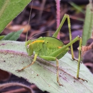 Caedicia simplex at Googong, NSW - 17 Dec 2016 02:10 PM