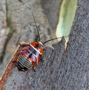 Ellipsidion australe at Googong, NSW - 17 Dec 2016