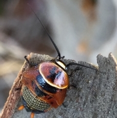 Ellipsidion australe at Googong, NSW - 17 Dec 2016