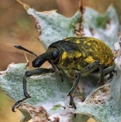 Larinus latus (Onopordum seed weevil) at Googong, NSW - 17 Dec 2016 by Wandiyali