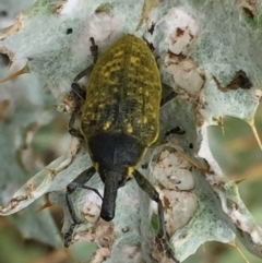 Larinus latus at Googong, NSW - 17 Dec 2016