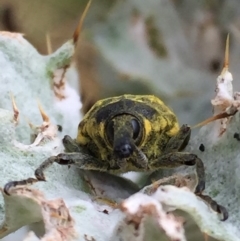 Larinus latus at Googong, NSW - 17 Dec 2016