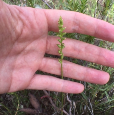 Microtis sp. (Onion Orchid) at Bungendore, NSW - 17 Dec 2016 by yellowboxwoodland