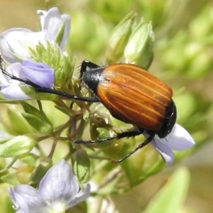 Phyllotocus rufipennis at Paddys River, ACT - 17 Dec 2016