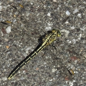 Austrogomphus guerini at Paddys River, ACT - 17 Dec 2016