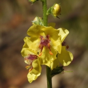 Verbascum virgatum at Paddys River, ACT - 17 Dec 2016