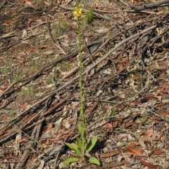 Verbascum virgatum at Paddys River, ACT - 17 Dec 2016 09:57 AM