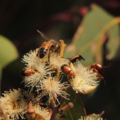 Apis mellifera (European honey bee) at Pollinator-friendly garden Conder - 11 Dec 2016 by michaelb