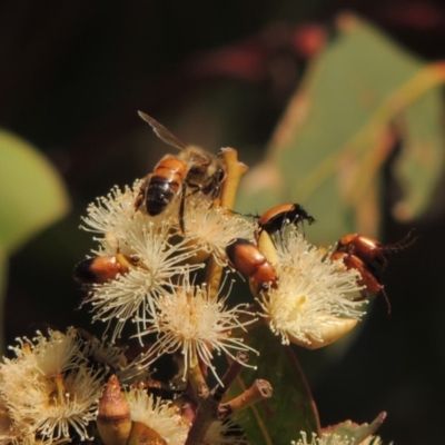 Apis mellifera (European honey bee) at Conder, ACT - 11 Dec 2016 by MichaelBedingfield