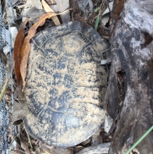 Chelodina longicollis at Gungahlin, ACT - 18 Dec 2016