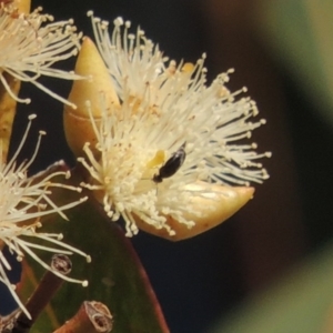 Mordellidae (family) at Conder, ACT - 11 Dec 2016