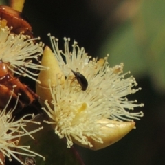 Mordellidae (family) at Conder, ACT - 11 Dec 2016