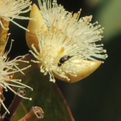 Mordellidae (family) at Conder, ACT - 11 Dec 2016