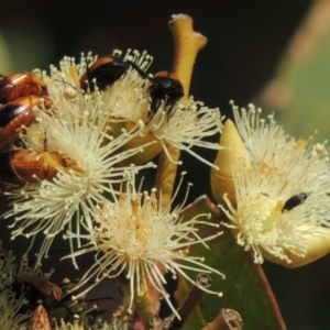 Mordellidae (family) at Conder, ACT - 11 Dec 2016