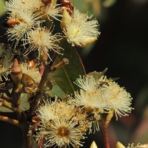 Syrphini sp. (tribe) at Conder, ACT - 11 Dec 2016