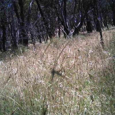 Unidentified at Mulligans Flat - 17 Dec 2016 by MulligansFlat1