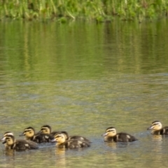 Anas superciliosa (Pacific Black Duck) at Bonner, ACT - 17 Dec 2016 by CedricBear