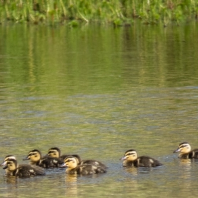 Anas superciliosa (Pacific Black Duck) at Bonner, ACT - 18 Dec 2016 by CedricBear