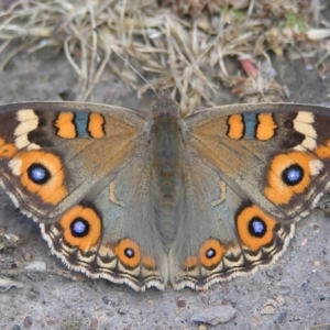 Junonia villida at Belconnen, ACT - 18 Dec 2016 10:40 AM