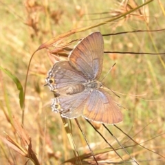 Jalmenus ictinus (Stencilled Hairstreak) at Belconnen, ACT - 17 Dec 2016 by MatthewFrawley