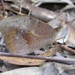 Heteronympha merope (Common Brown Butterfly) at Belconnen, ACT - 17 Dec 2016 by MatthewFrawley