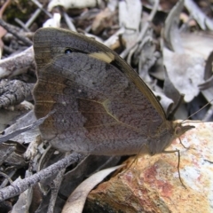 Heteronympha merope at Belconnen, ACT - 18 Dec 2016 10:29 AM