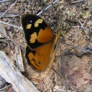 Heteronympha merope at Belconnen, ACT - 18 Dec 2016 10:29 AM