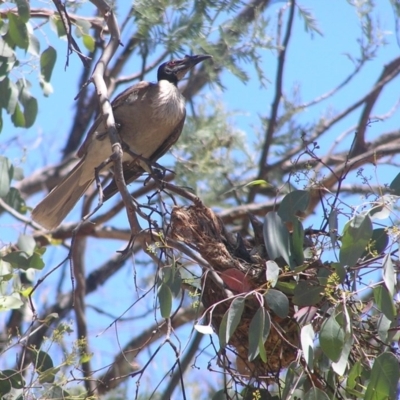Philemon corniculatus (Noisy Friarbird) at Aranda, ACT - 31 Dec 2014 by MatthewFrawley