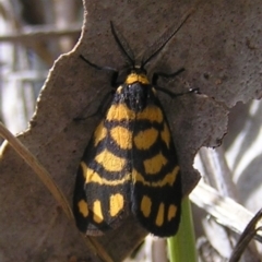 Asura lydia (Lydia Lichen Moth) at Aranda Bushland - 17 Dec 2016 by MatthewFrawley