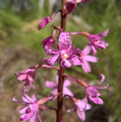 Dipodium roseum (Rosy Hyacinth Orchid) at Crace, ACT - 18 Dec 2016 by patrickharvey