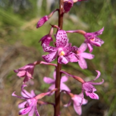 Dipodium roseum (Rosy Hyacinth Orchid) at Crace, ACT - 18 Dec 2016 by patrickharvey