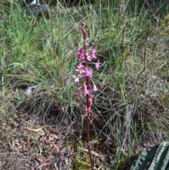 Dipodium roseum at Crace, ACT - suppressed