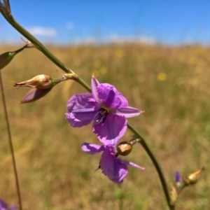 Arthropodium fimbriatum at Gungahlin, ACT - 7 Dec 2016