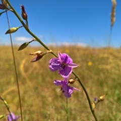 Arthropodium fimbriatum at Gungahlin, ACT - 7 Dec 2016