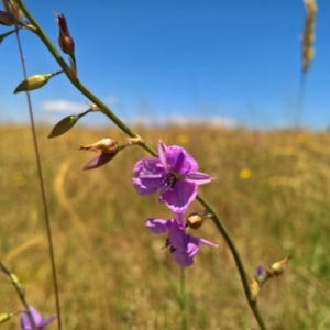 Arthropodium fimbriatum at Gungahlin, ACT - 7 Dec 2016