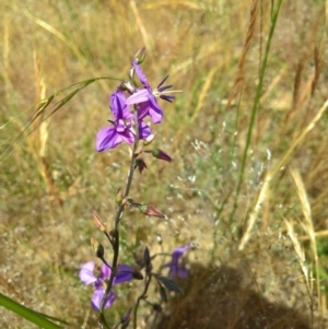 Arthropodium fimbriatum at Gungahlin, ACT - 7 Dec 2016