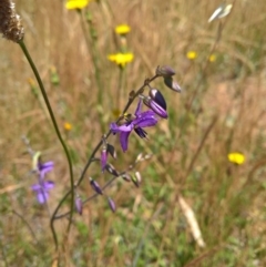 Arthropodium fimbriatum at Gungahlin, ACT - 7 Dec 2016