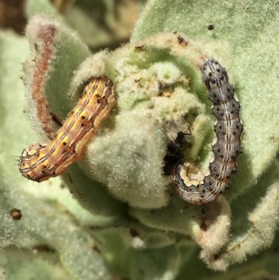 Helicoverpa (genus) (A bollworm) at Googong, NSW - 18 Dec 2016 by Wandiyali