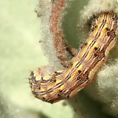 Helicoverpa (genus) at Googong, NSW - 18 Dec 2016 02:53 PM