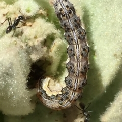 Helicoverpa (genus) at Googong, NSW - 18 Dec 2016