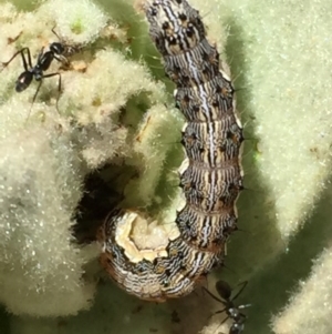 Helicoverpa (genus) at Googong, NSW - 18 Dec 2016 02:53 PM