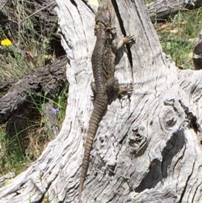 Pogona barbata (Eastern Bearded Dragon) at Bungendore, NSW - 18 Dec 2016 by yellowboxwoodland