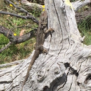 Pogona barbata at Bungendore, NSW - 18 Dec 2016