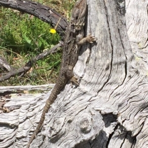 Pogona barbata at Bungendore, NSW - 18 Dec 2016