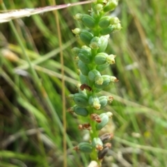 Microtis sp. (Onion Orchid) at Canberra Central, ACT - 18 Dec 2016 by nic.jario